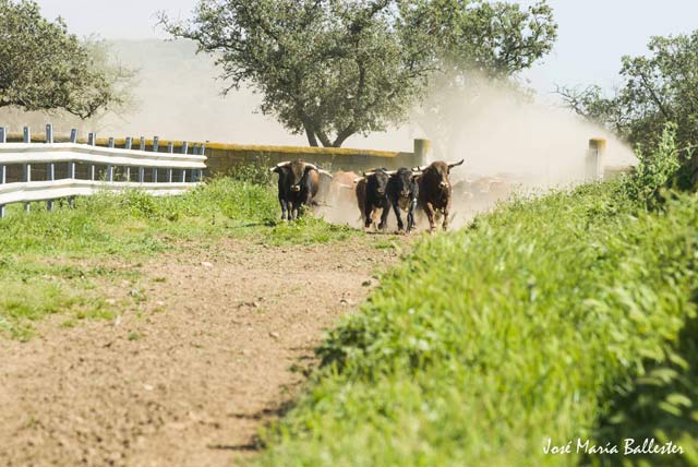 Otra tanda de astados comienza el recorrido.