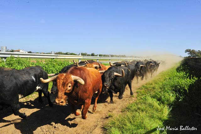 ...y ganando en resistencia motora para su futura impronta en el ruedo