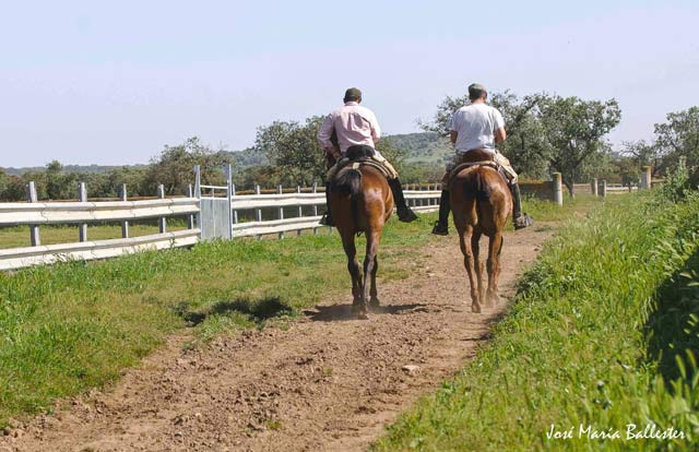 Acompañado de un vaquero se dirige al cerrado.