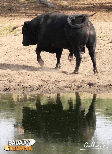 Buena alimentación y abundante agua son clave en el desarrollo.