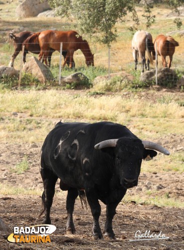 En Torregrande el caballo está siempre presente en las labores.