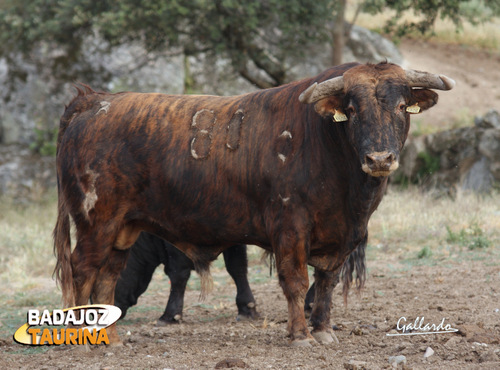 Otro verdugo más entre los toros de saca.