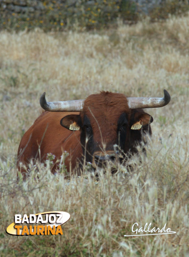 Castaño tamizado por el dorado del pasto.