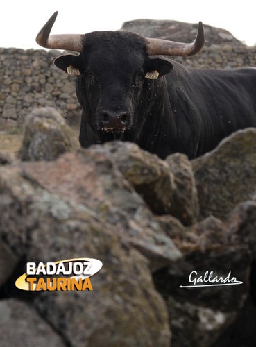 Toro bien hecho que saltará al ruedo de Estella.