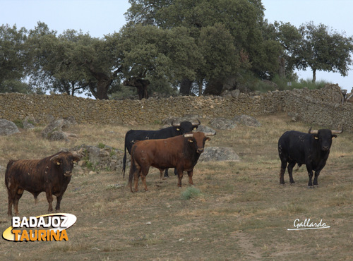 Parte de la corrida que va para Estella, mirando seria al objetivo.