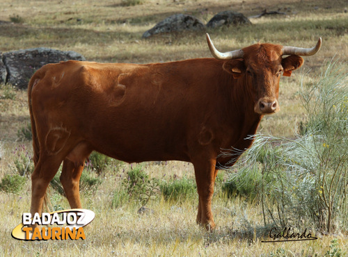 Una de las cien vacas que cambiaron tierras gaditanas por extremeñas.