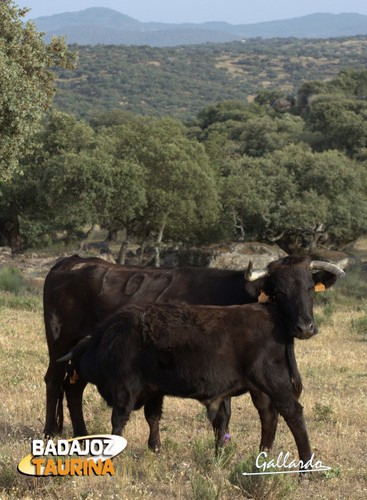 Las nodrizas amamantan a sus retoños haciéndoles fuertes con su leche.