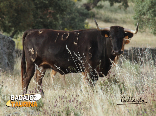 Otra vaca de estampa seria herrada por Salvador Domecq