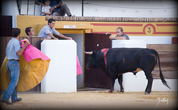 Fundador - 12 volviendo con vida a los corrales.