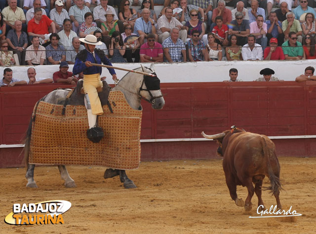 Acusadito acudiendo al cite del picador.