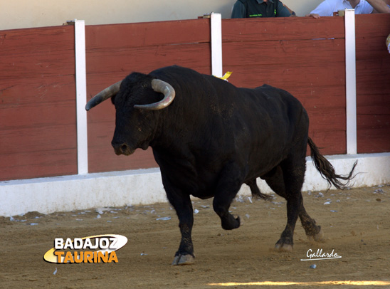 Guapillo, nº 63. El toro de la ceremonia.