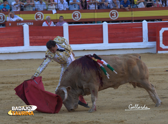 'Sobrado' queriendo comerse la muleta de Antonio Ferrera. (FOTO: Gallardo)