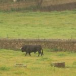 lluvia-dehesa2