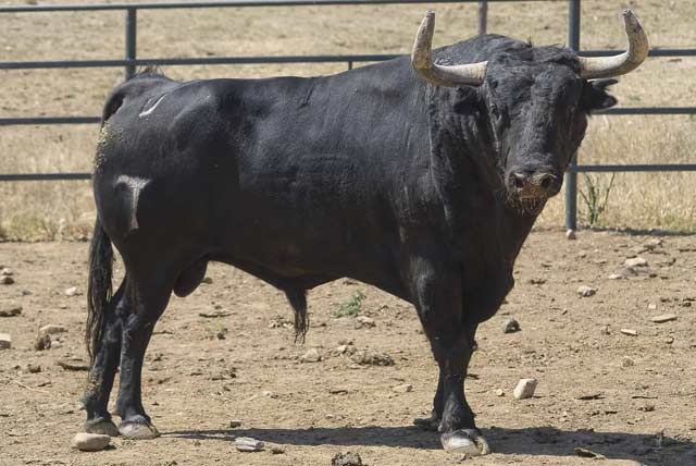 Toro con el hierro de Vegahermosa. (FOTO:J.Mª. Ballester)