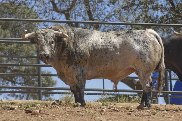 Ejemplar de bella estampa.