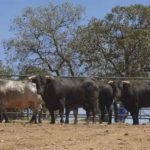 Lote de toros de Jandilla en la finca Don Tello. (FOTO: J.Mª. Ballester)