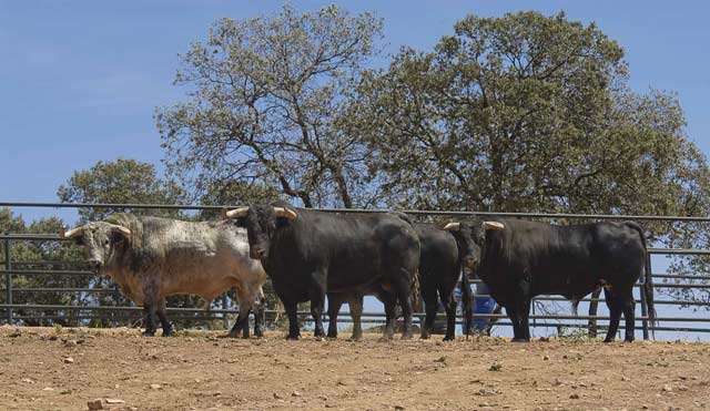 Lote de toros de Jandilla en la finca Don Tello. (FOTO: J.Mª. Ballester)