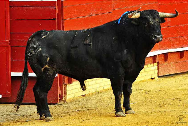 Jandilla lidiado por José Tomás en Huelva. (FOTO: Vicente Medero)