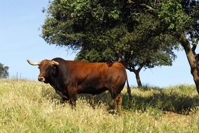 Castaño ojinegro.