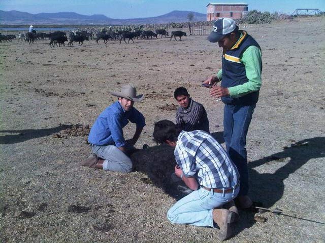 Ataviado con sombrero texano ayudando en labores de herrado. (FOTO: CEDIDA)