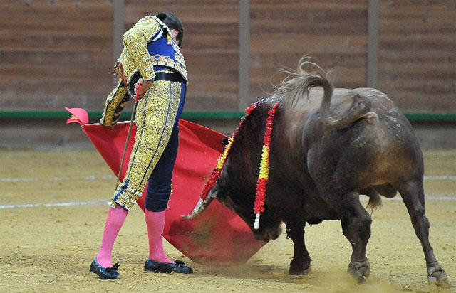 Natural al ejemplar de Cebada Gago en Arnedo. (FOTO: Poyatos-mundotoro.com)