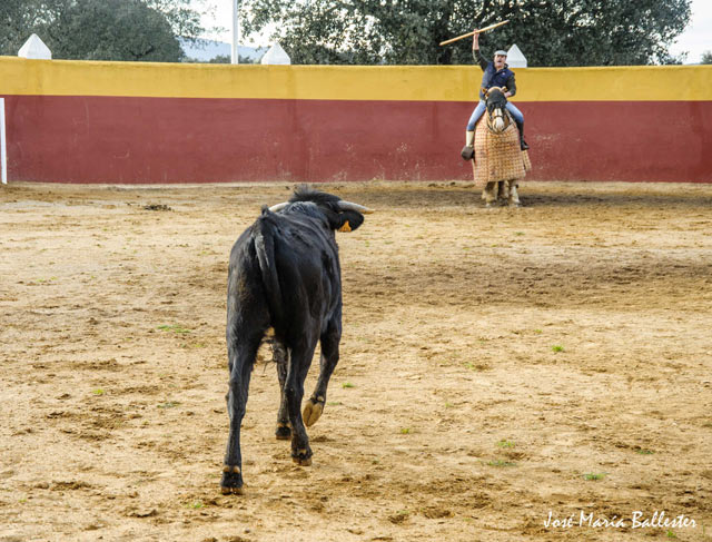 Guillermo Marín llamando a la vaca...