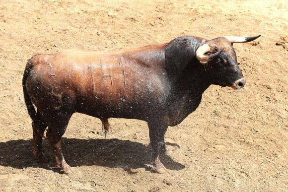 'Elefante', nº 141, de 496 kilos. (FOTO: Toromedia)