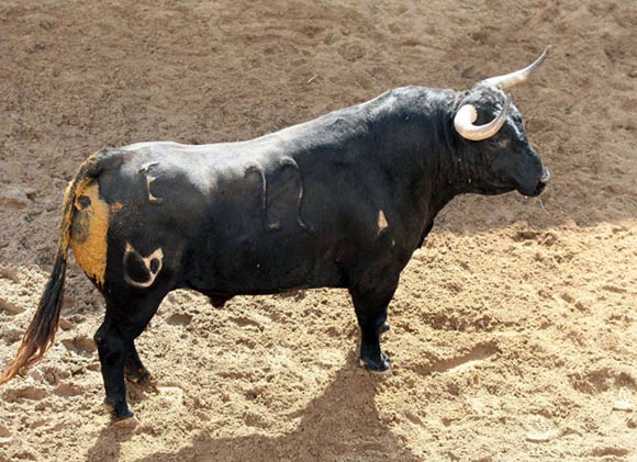 'Campesino', nº 22, de 549 kilos. (FOTO: Toromedia)