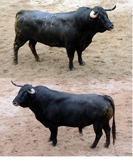 Comeriante, nº 12 y Embrujado, nº 16. Los dos toros que estoqueará Ferrera en La Maestranza. (FOTO: Toromedia.com)