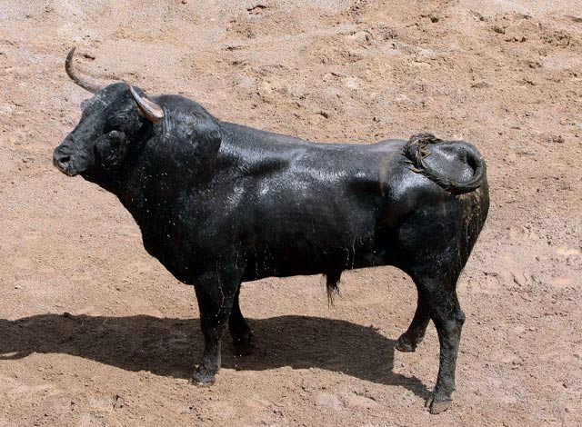 'Burreñito', nº 28, 549 kilos. (FOTO: Arjona)