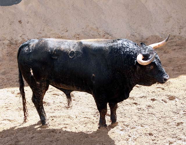 'Mensajero', nº 28, 525 kilos. (FOTO: Arjona)