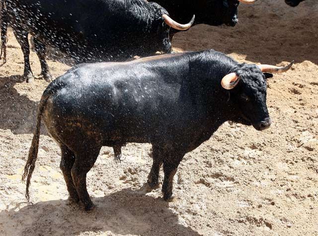 'Golondrino', nº 3, 518 kilos. (FOTO:Arjona)