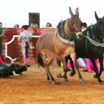 Vuelta al ruedo en Zufre a un novillo de Cayetano Muñoz. (FOTO: Álvaro Pastor)
