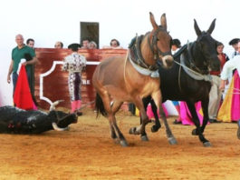 Vuelta al ruedo en Zufre a un novillo de Cayetano Muñoz. (FOTO: Álvaro Pastor)