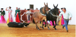 Vuelta al ruedo en Zufre a un novillo de Cayetano Muñoz. (FOTO: Álvaro Pastor)