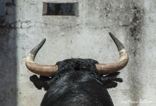 Desembarque de la corrida de Garcigrande.