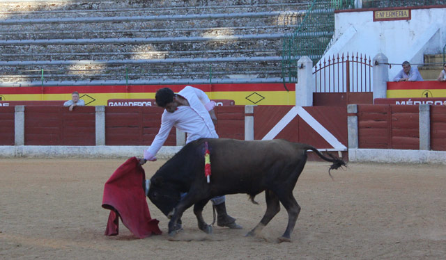 El novillero almendralejense Curro Damián.