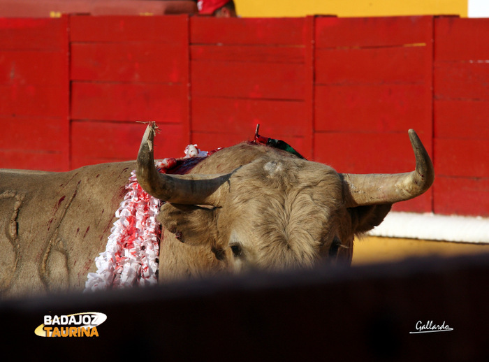 El toro de la discordia