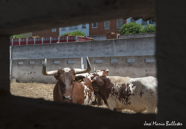 La parada de mansos en los corrales.