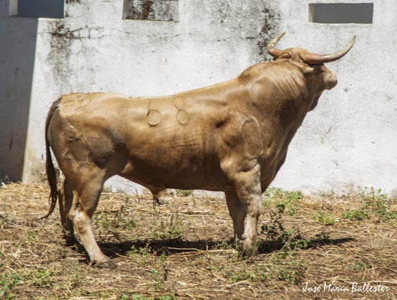 Nº 68 - 480 kg