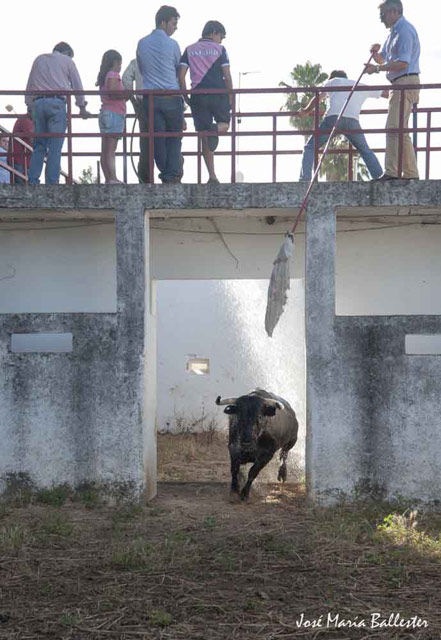 Desembarque de la corrida de Luis Terrón.