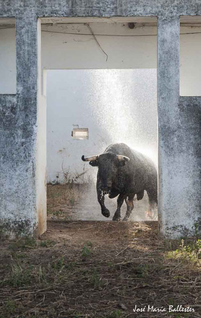 Desembarque de la corrida de Luis Terrón.