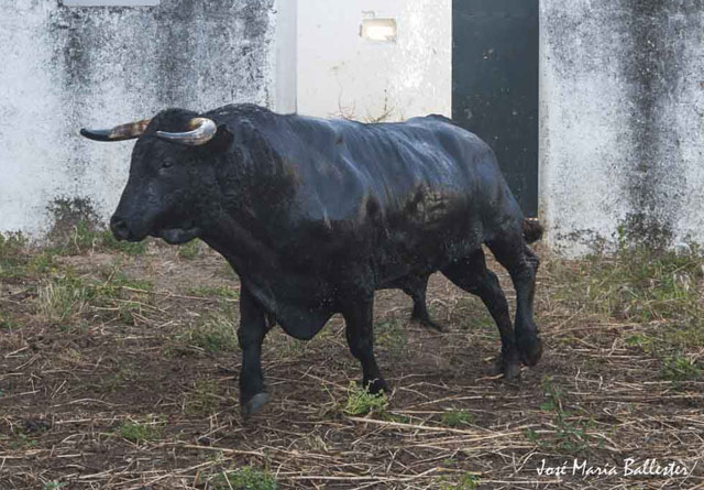 Nº 66. 592 kg