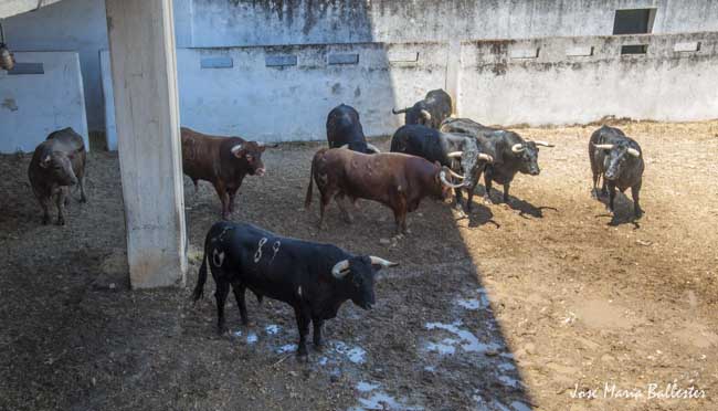 Desembarque de la corrida de Núñez del Cuvillo