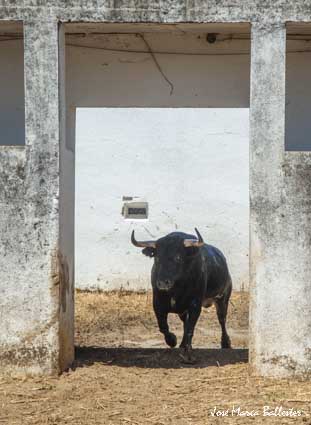 Desembarque de la corrida de Núñez del Cuvillo