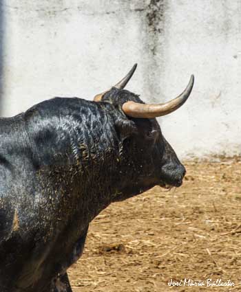 Desembarque de la corrida de Núñez del Cuvillo