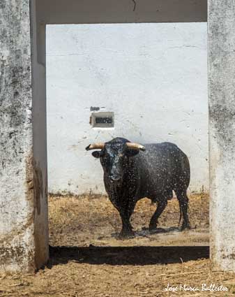 Desembarque de la corrida de Núñez del Cuvillo