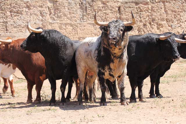 Toros de Zalduendo para Mérida.