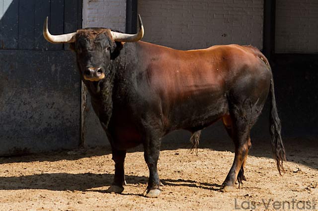 Nº 55 - Osado. 541 kg. Castaño (FOTO: Juan Pelegrín)