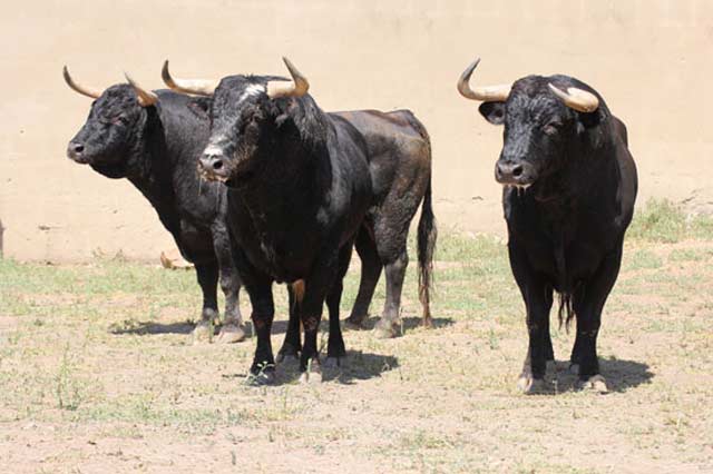 Toros de Zalduendo para Mérida.